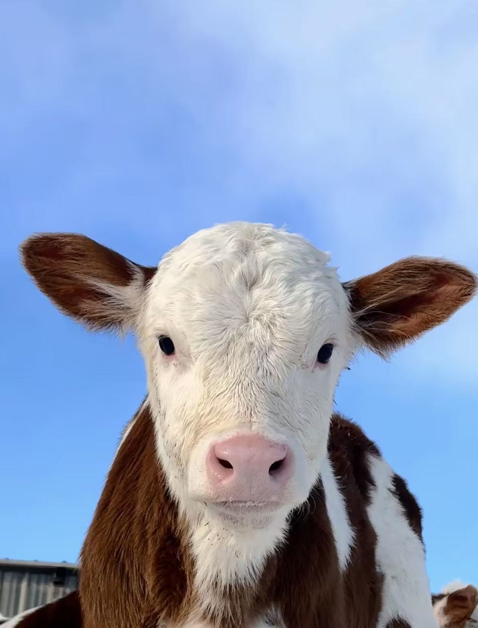 2026年畜牧业最新动态与核心趋势