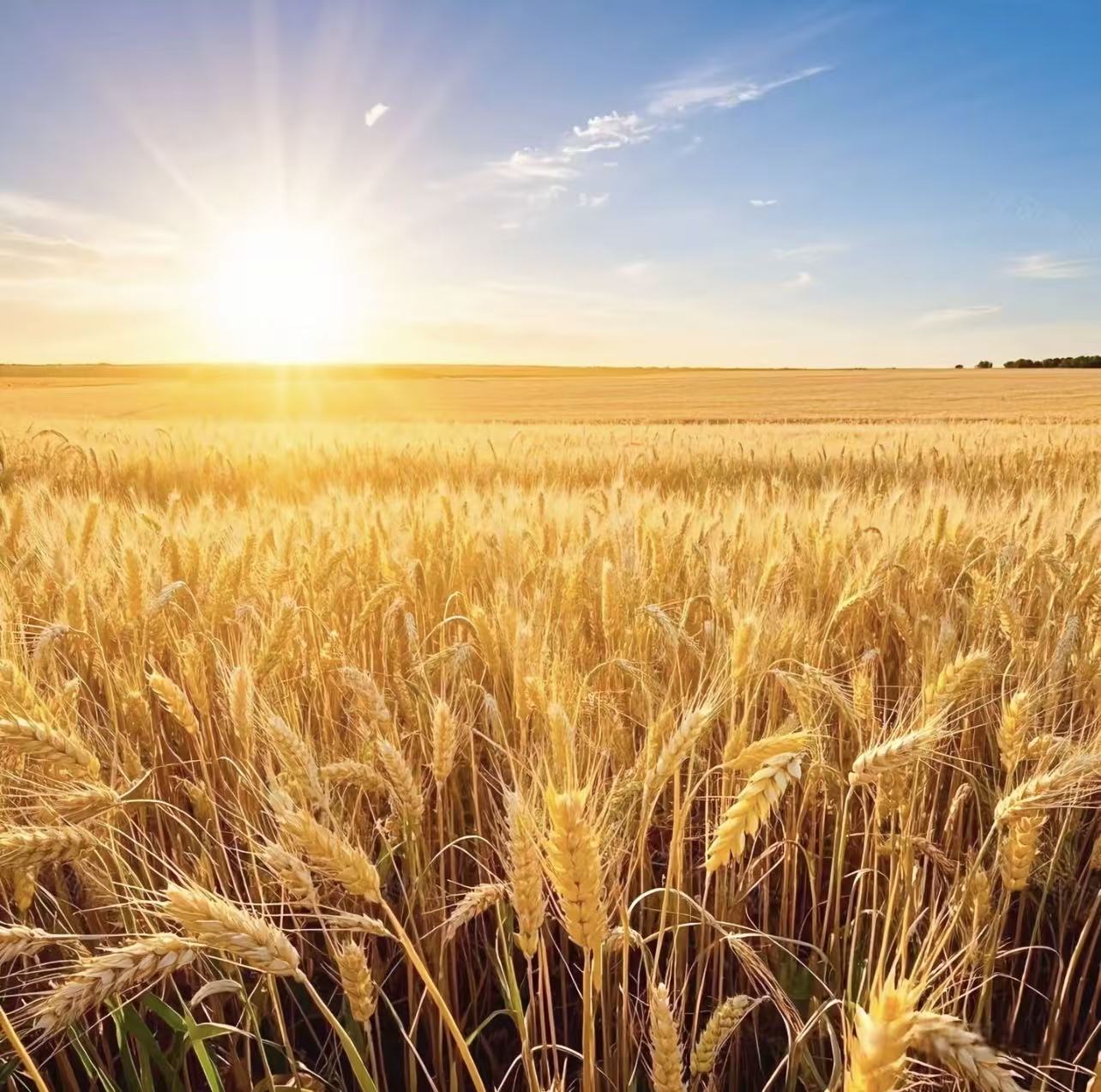 强农、兴农、富农共绘“三农”新答卷