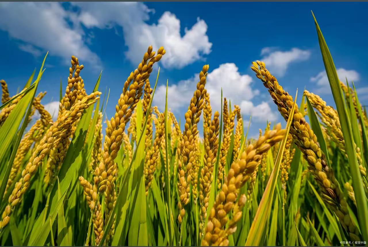 2026年2月3日，《关于锚定农业农村现代化 扎实推进乡村全面振兴的意见》发布。