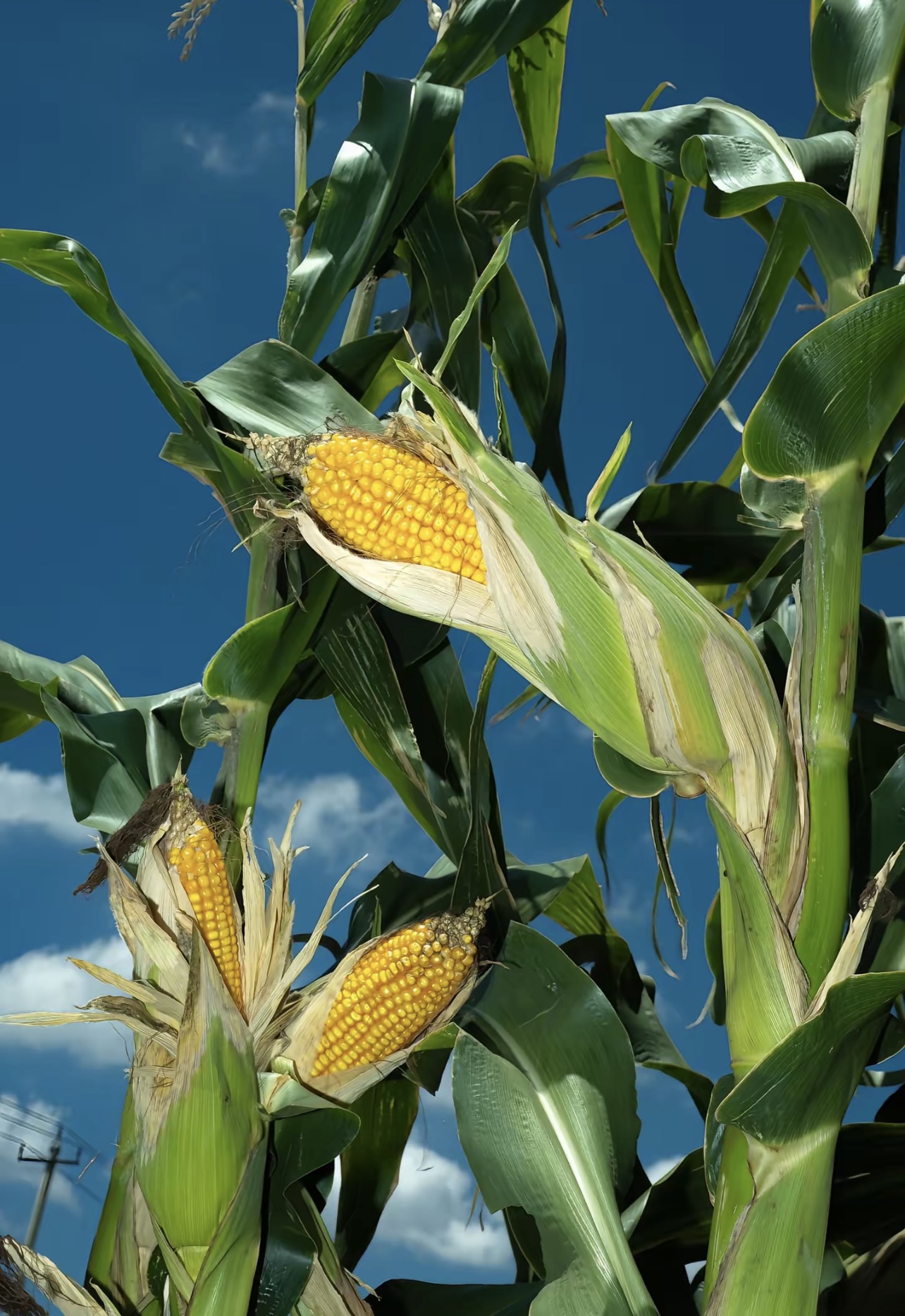 突破技术、政策引导的关键阶段