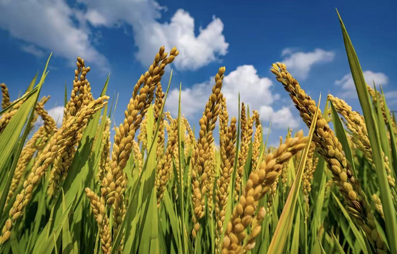 2026年3月农业最新动态全景扫描