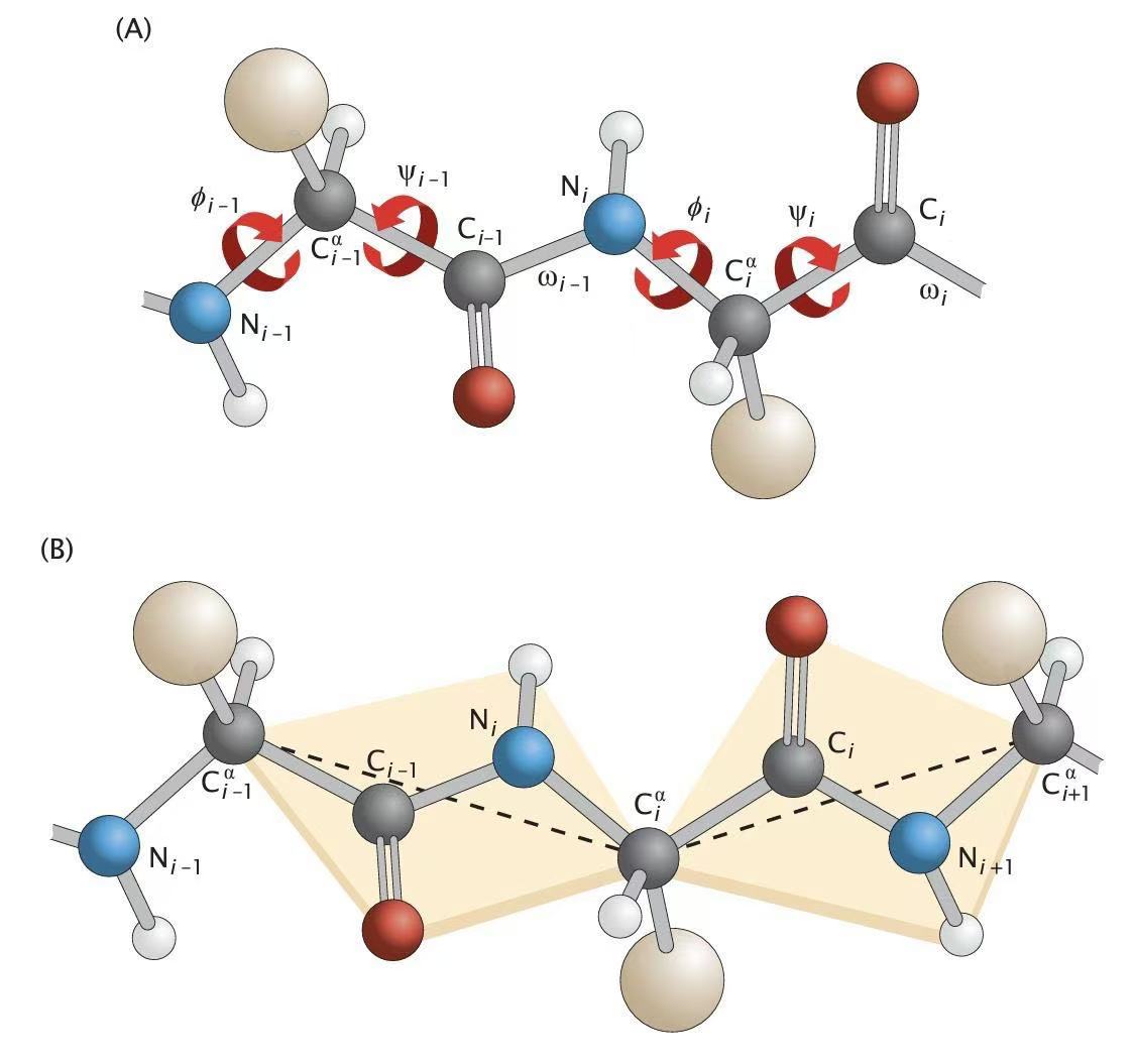 饲料中蛋白质的作用
