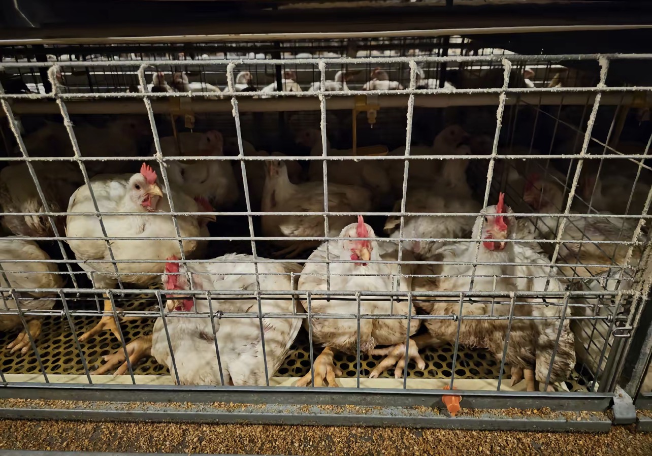 肉鸡养殖怎么做